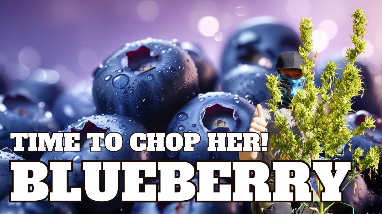 Blueberry &ndash; The Harvest - Strain Growing Journey - Cannabis Cultivation