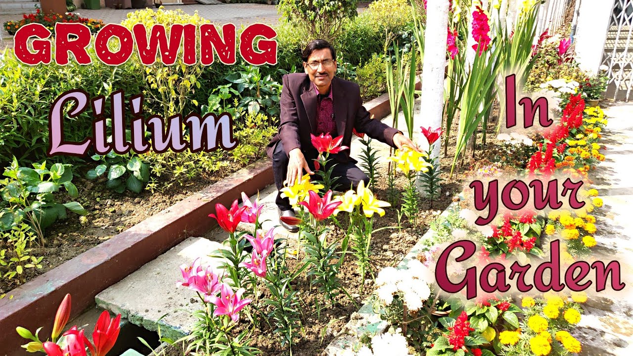 Grow Liliums in the Easiest Way