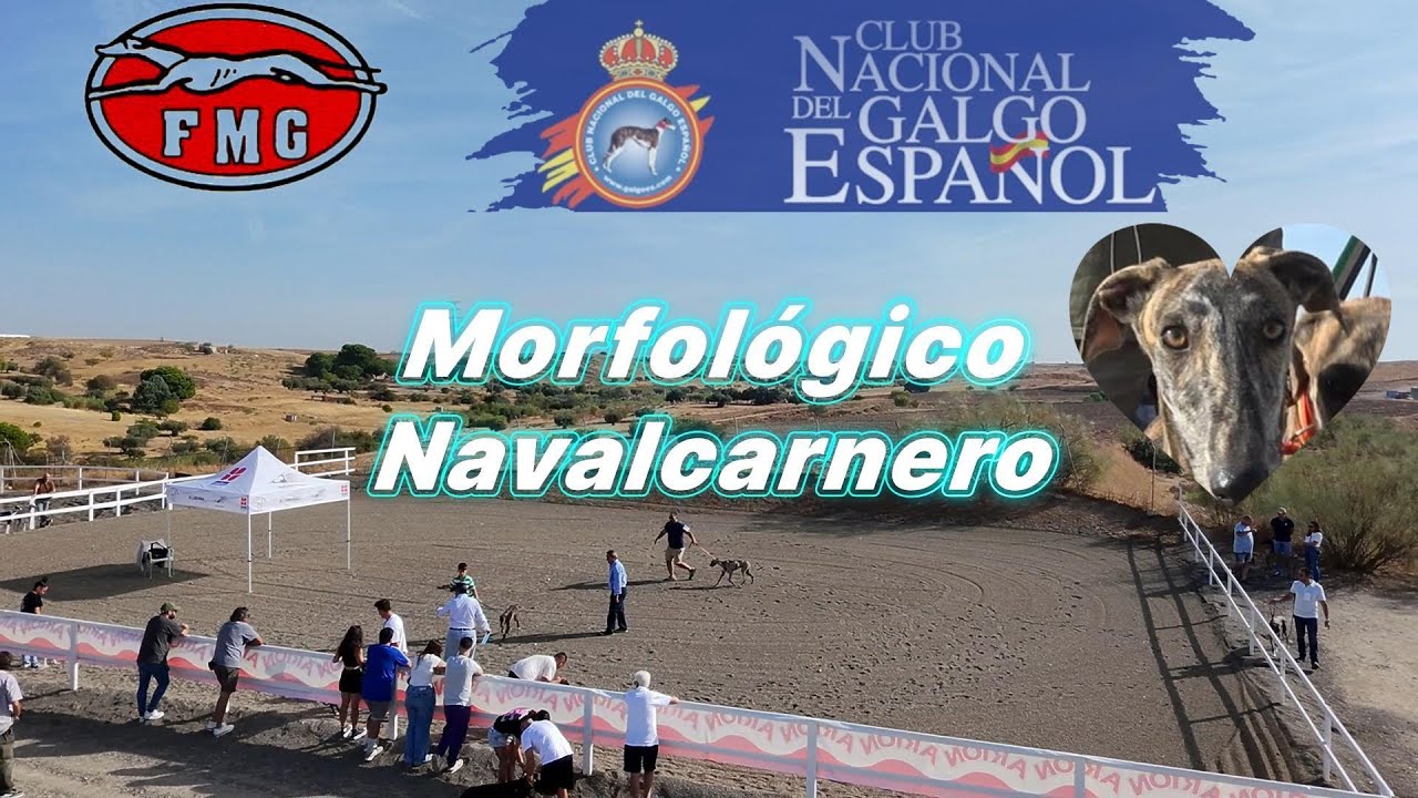 Resumen concurso morfológico de galgos en Navalcarnero