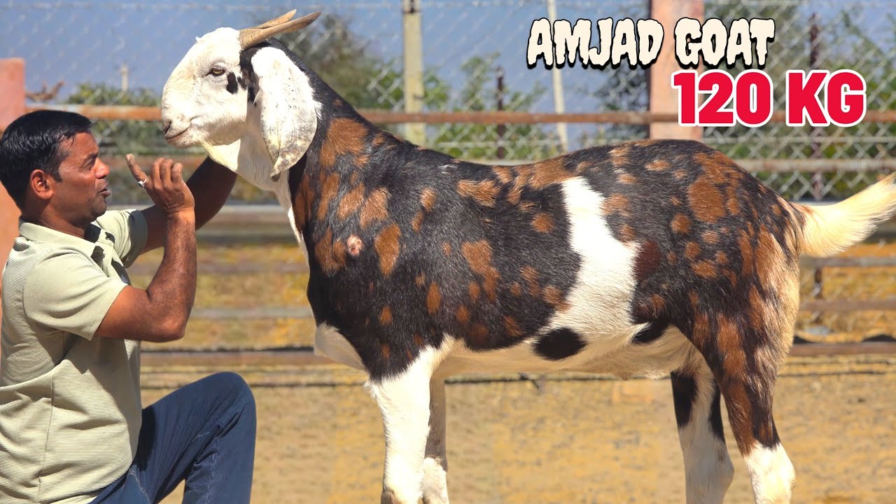 AMJAD GOAT 120 KG PURE GUJRI | CONTACT SOON 