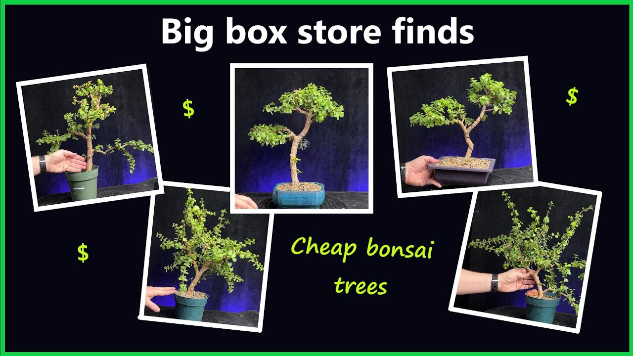Big box store finds / Finding cheap bonsai tree material /Portulacaria afra #indoorbonsai