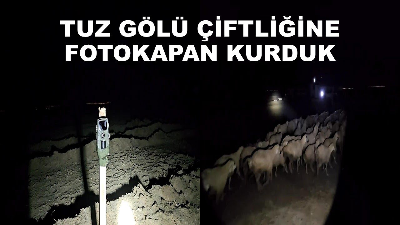 TUZ GÖLÜ ÇİFTLİĞİNE FOTOKAPAN KURDUK