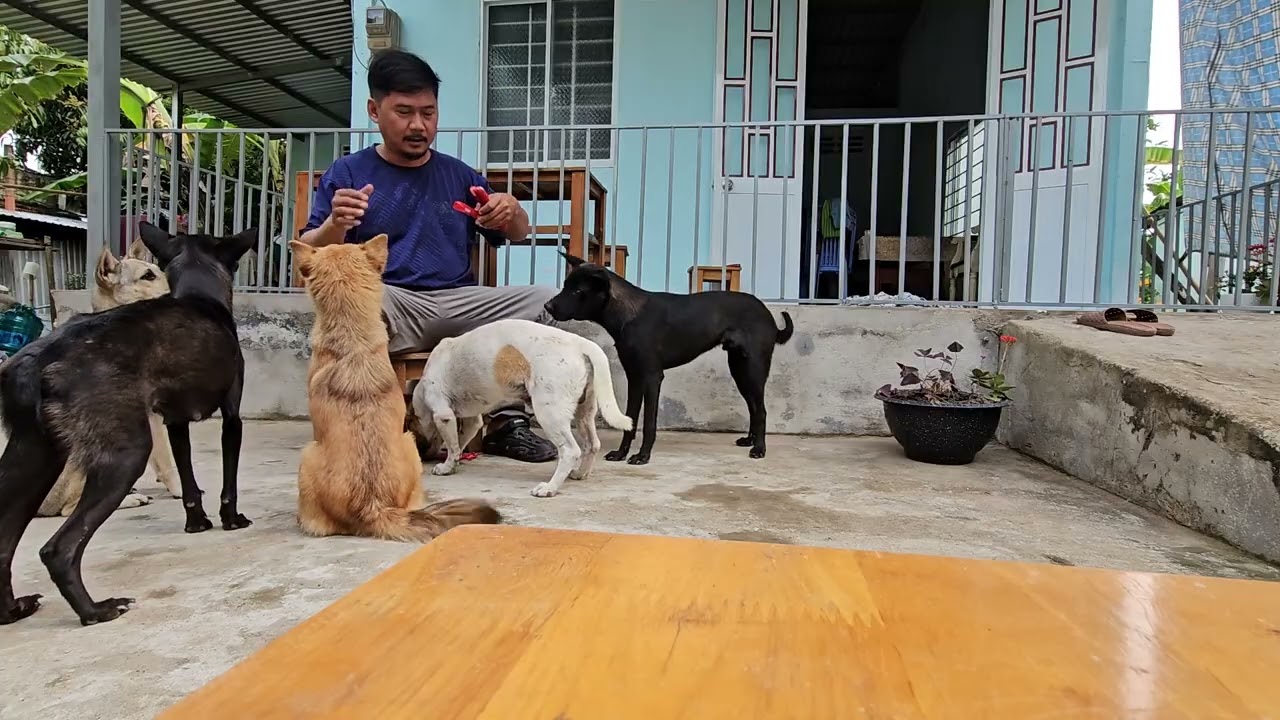 5 chú cho ngoan về lần nào cũng mua bánh mì xúc xích cho tui nó hết