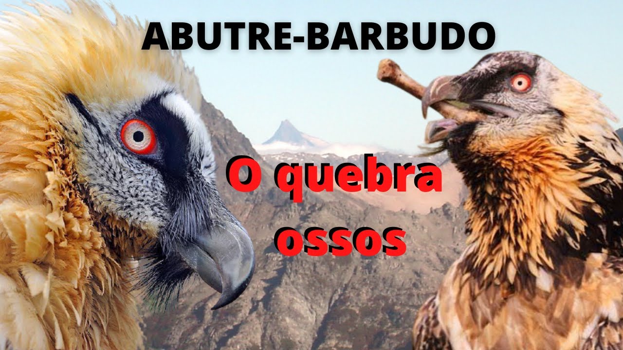 ELE COME OSSOS E TUTANO! CAÇA TAMBÉM BICHOS VIVOS JOGANDO O ANIMAL DO ALTO! ABUTRE-QUEBRA-OSSOS