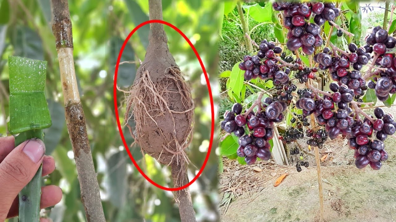 Simple method of grafting of jam plant