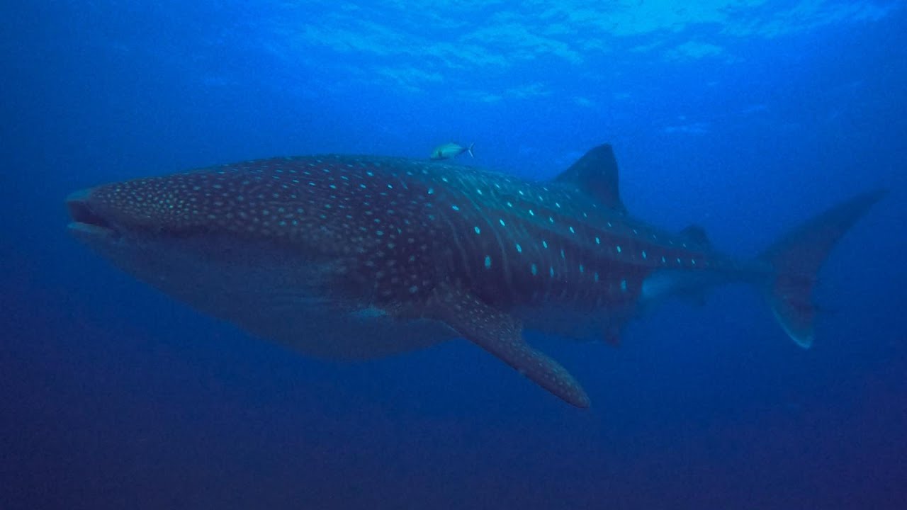 Galapagos Master Liveaboard: September 2023