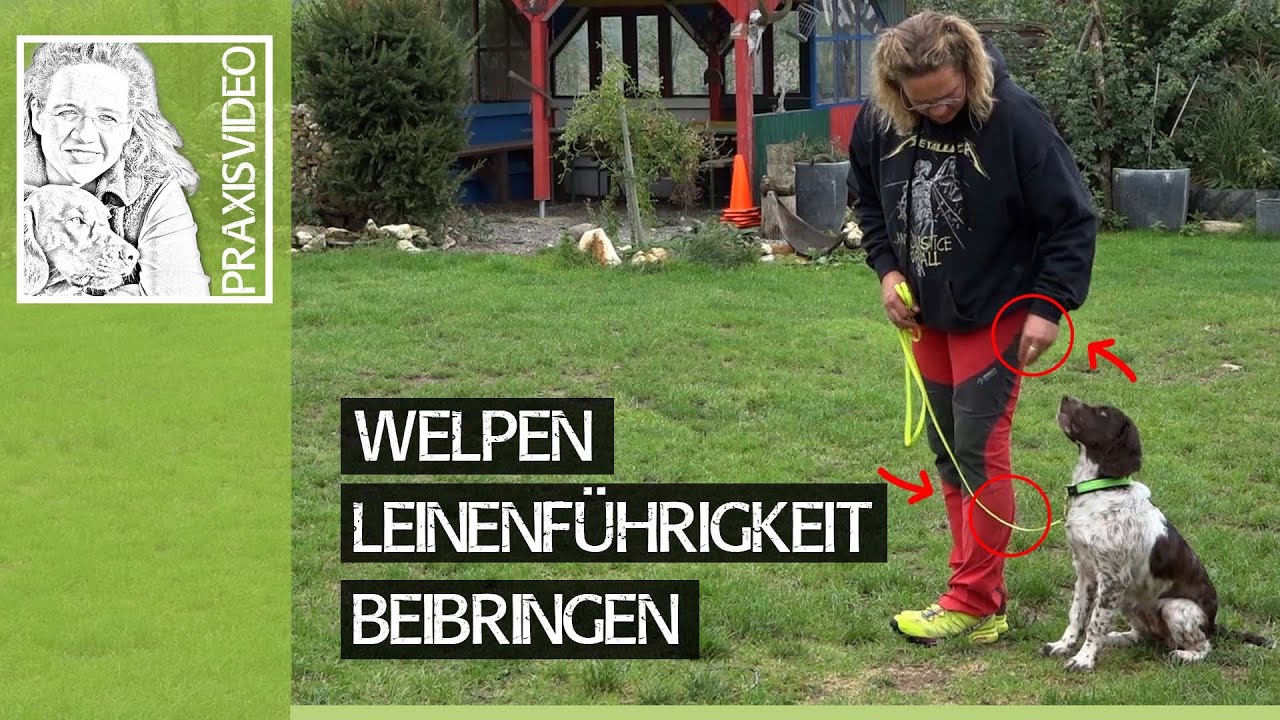 Welpen richtig erziehen ➡️ Welpe Leinenführigkeit beibringen ➡️ Praxisvideo ✔️