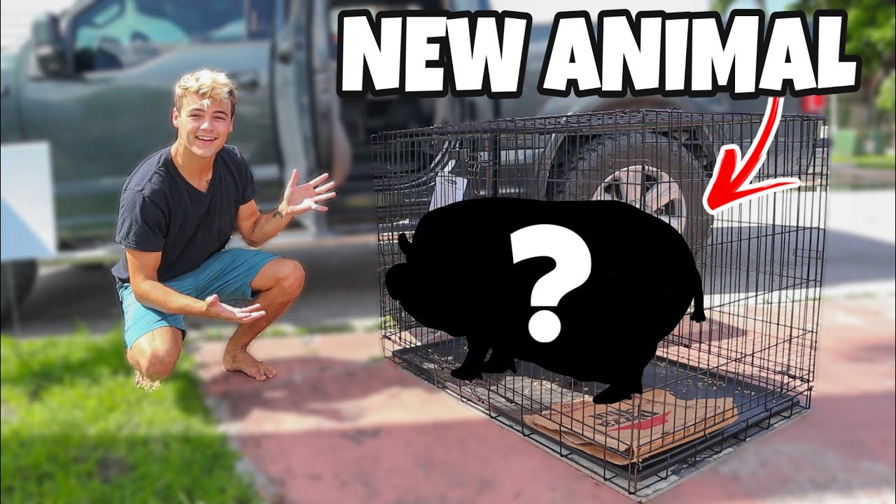 RESCUING 300lb+ PET PIG that got too BIG for OWNER!!
