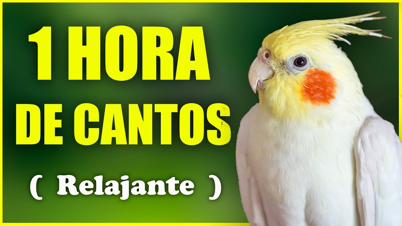 1 HORA DE CANTOS ORIGINALES DE LA CACATUA NINFA COLAPSITA COCKATIEL RELAJANTE
