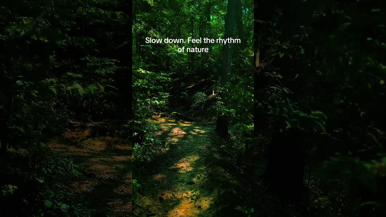 Gentle footsteps in the forest | Calm nature walk ASMR to ease stress and anxiety 🌲