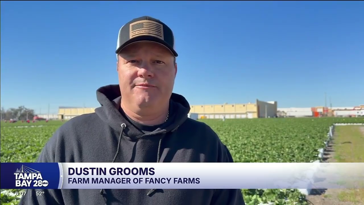 Polk Co. strawberry farmers race to protect crops from freezing temperatures