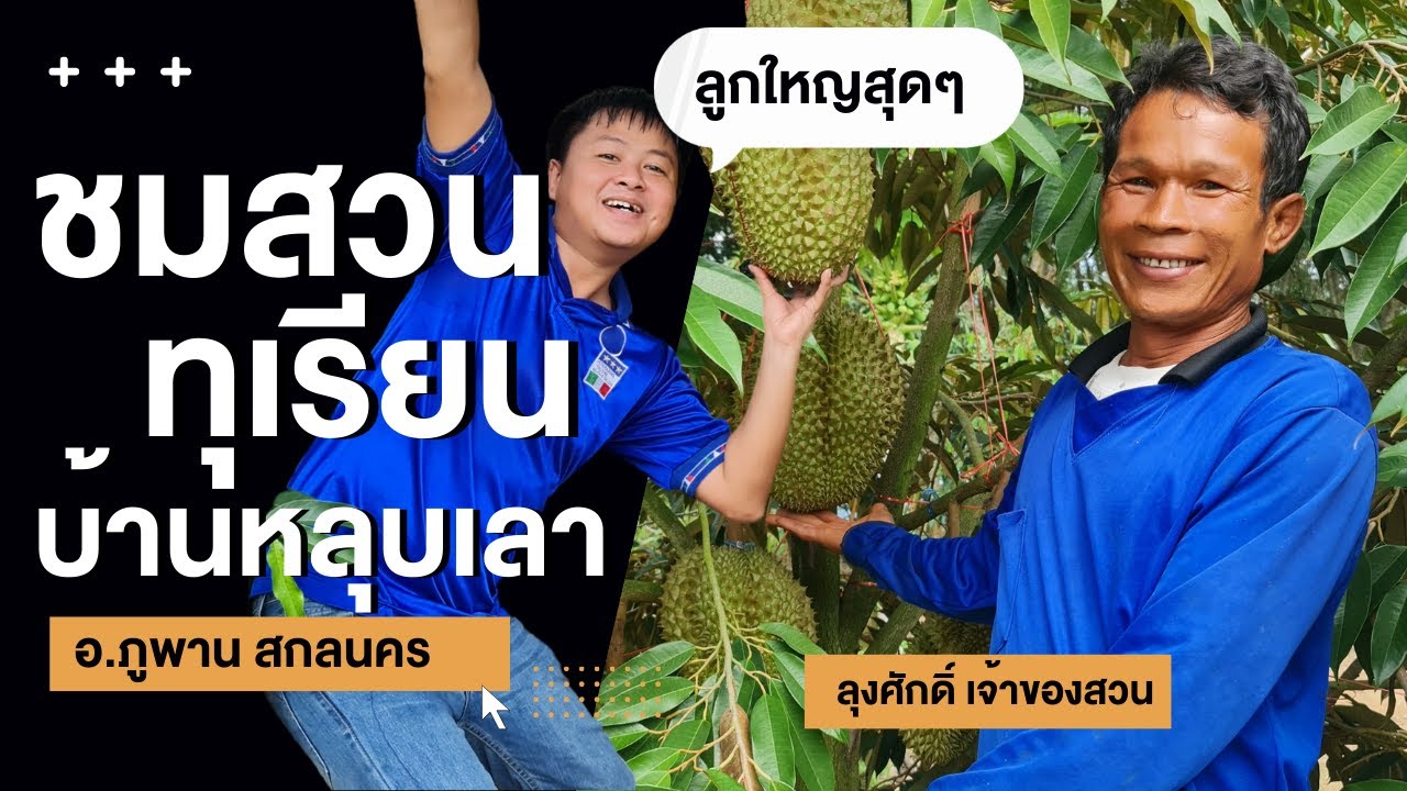 ทุเรียนหมอนทอง ผลใหญ่  ปลูก 2 ปี ก็ได้ผล!!