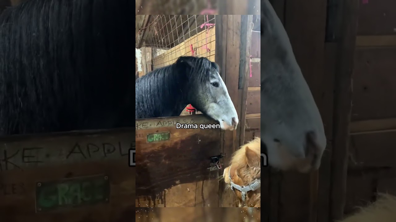 These Horses Are Too Funny to Handle!(Instant Laugh!) #funnyhorses #HorseFails #horse