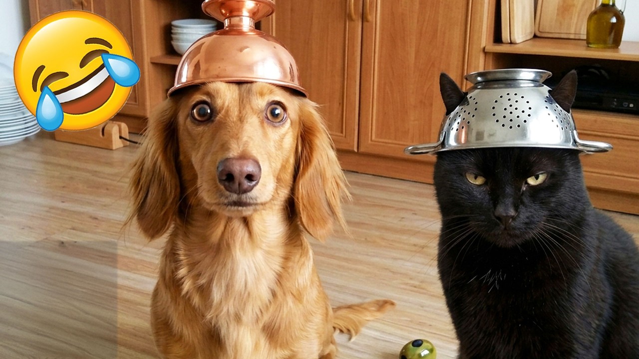 Смеешься — проигрываешь 😹🤣 Самые смешные собаки и кошки 2026 года 😹 Часть 11