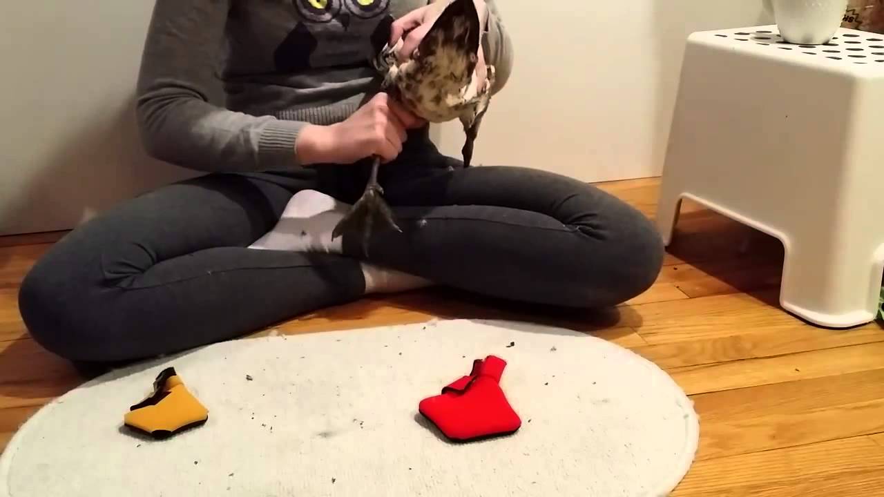 Instructions: How to Put Shoes on a Duck