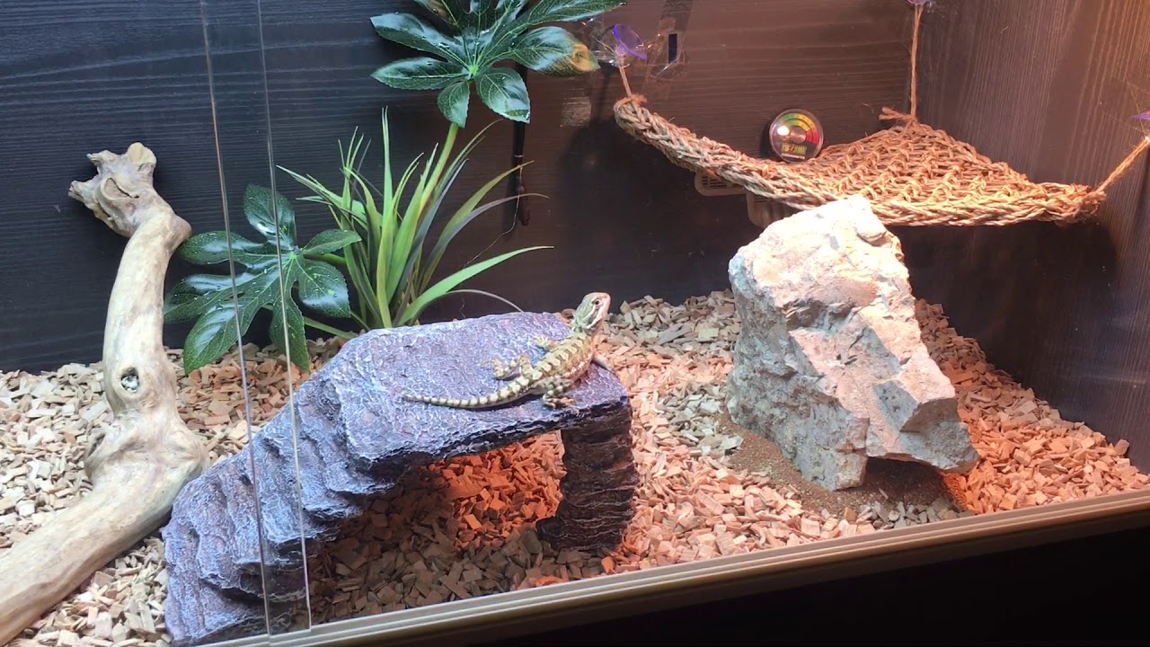 Baby Rankins Dragons vivarium