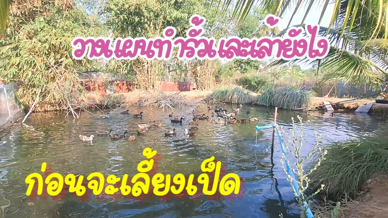อัพเดตรั้วเล้าเป็ดไข่ทำแบบนี้ดีหรือยัง🦆🥚EP.737