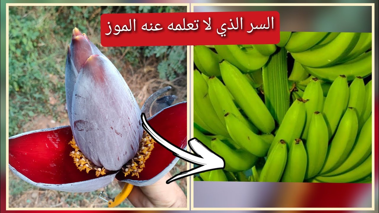 العناية بشجرة الموز 🍌 ؛ سر يخفيه علينا أصحاب المزارع