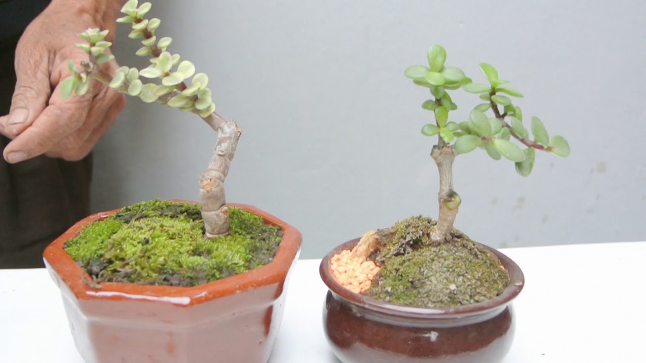 Poda y alambrado de un mame bonsai