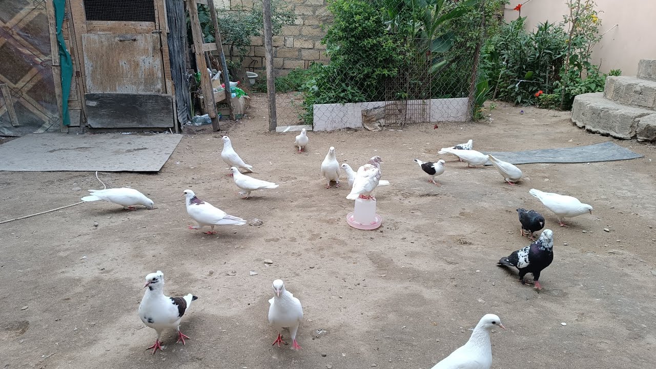 Bakı GöyərçinLəri və Xəstəliklər Barədə Bildirim. (Göyərçin.Novxanı)