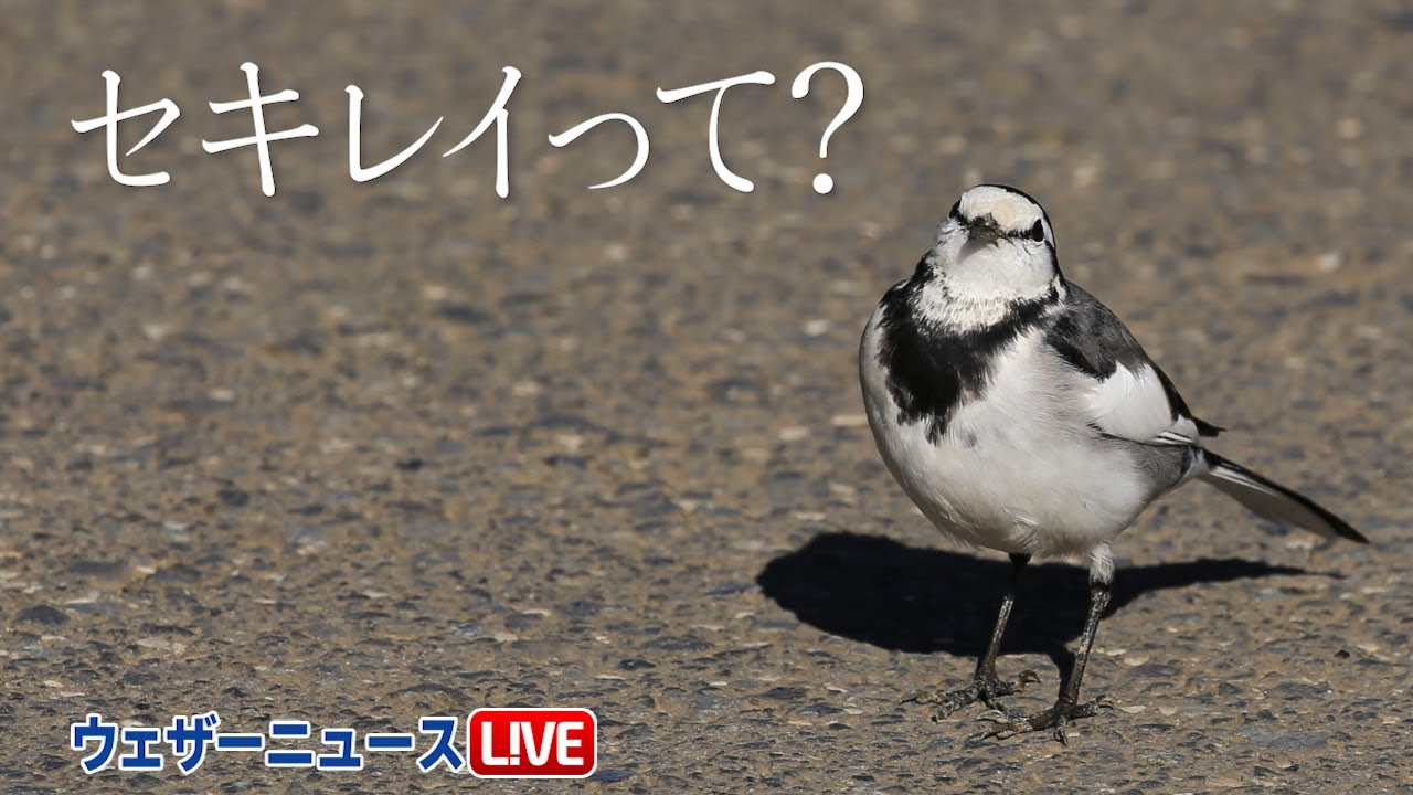 鶺鴒鳴(せきれいなく)　セキレイって？