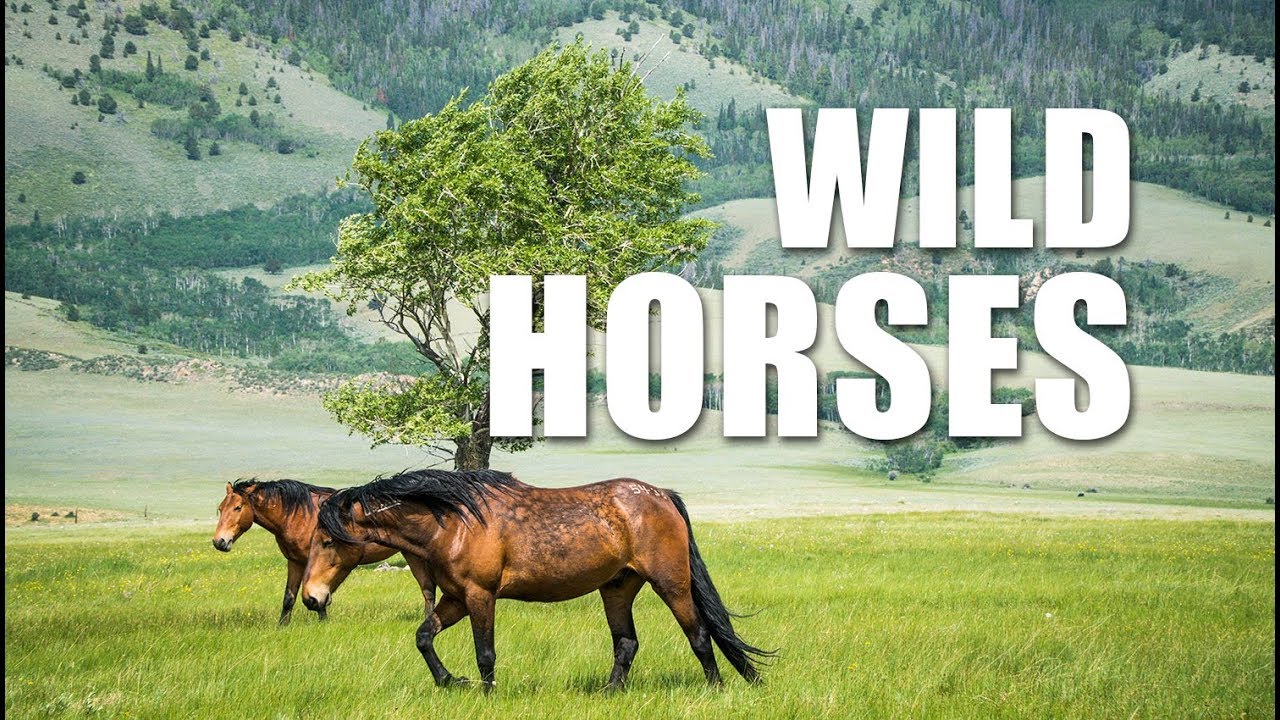 Roaming in a Herd of Wild Horses near Laramie Wyoming