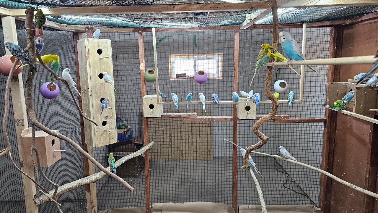 My Canadian Aviary Budgie Breeding Progress Tour- Episode 7
