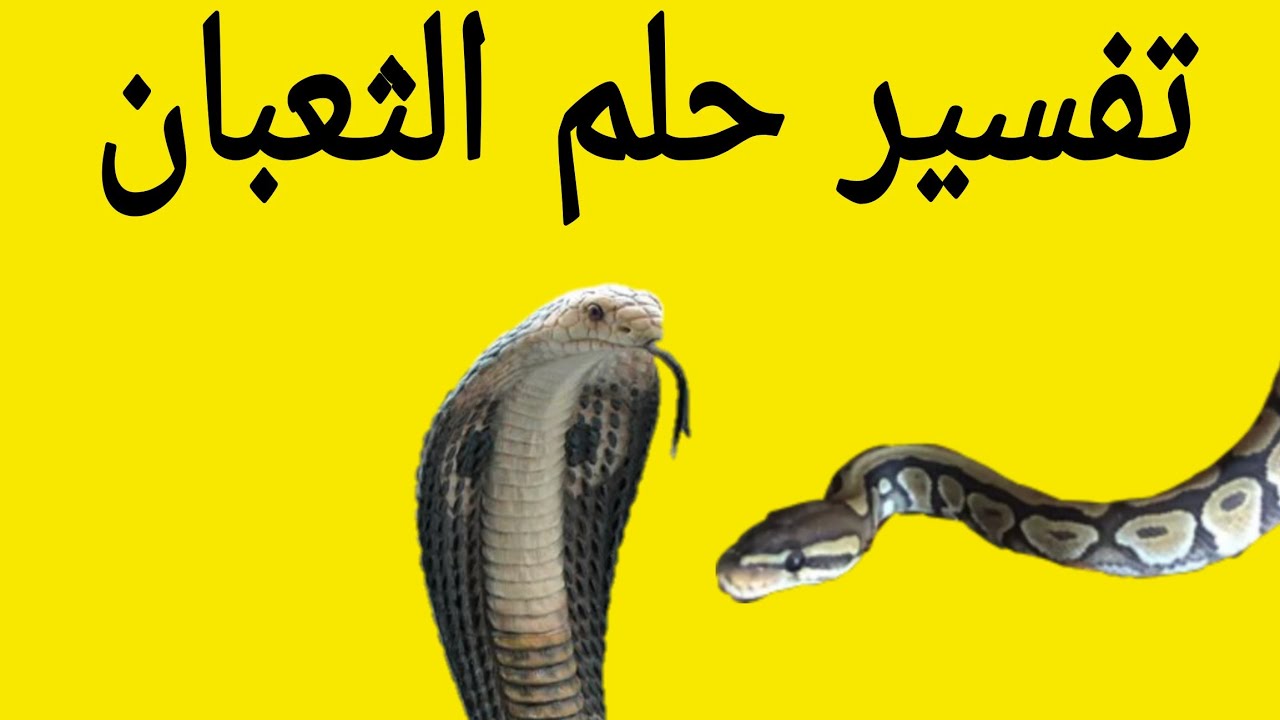 تفسير رؤية الثعبان الكبير للمتزوجة في المنام، الثعبان الكبير للمراه المطلقه، الثعبان الكبير في الرؤي
