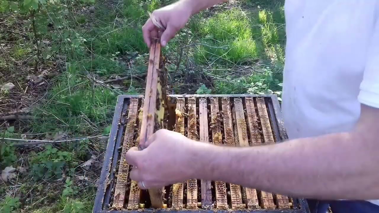 05.04.2024 Czy pszczoły odbudowują węzę w marcu? Zakładanie nadstawek dadant 1/2