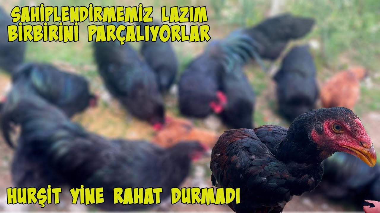 MASSEY FERGUSON ALAMADIM AMA ? BİRBİRİNİ YİYECEKLER. HURŞİT DİREK DALDI.