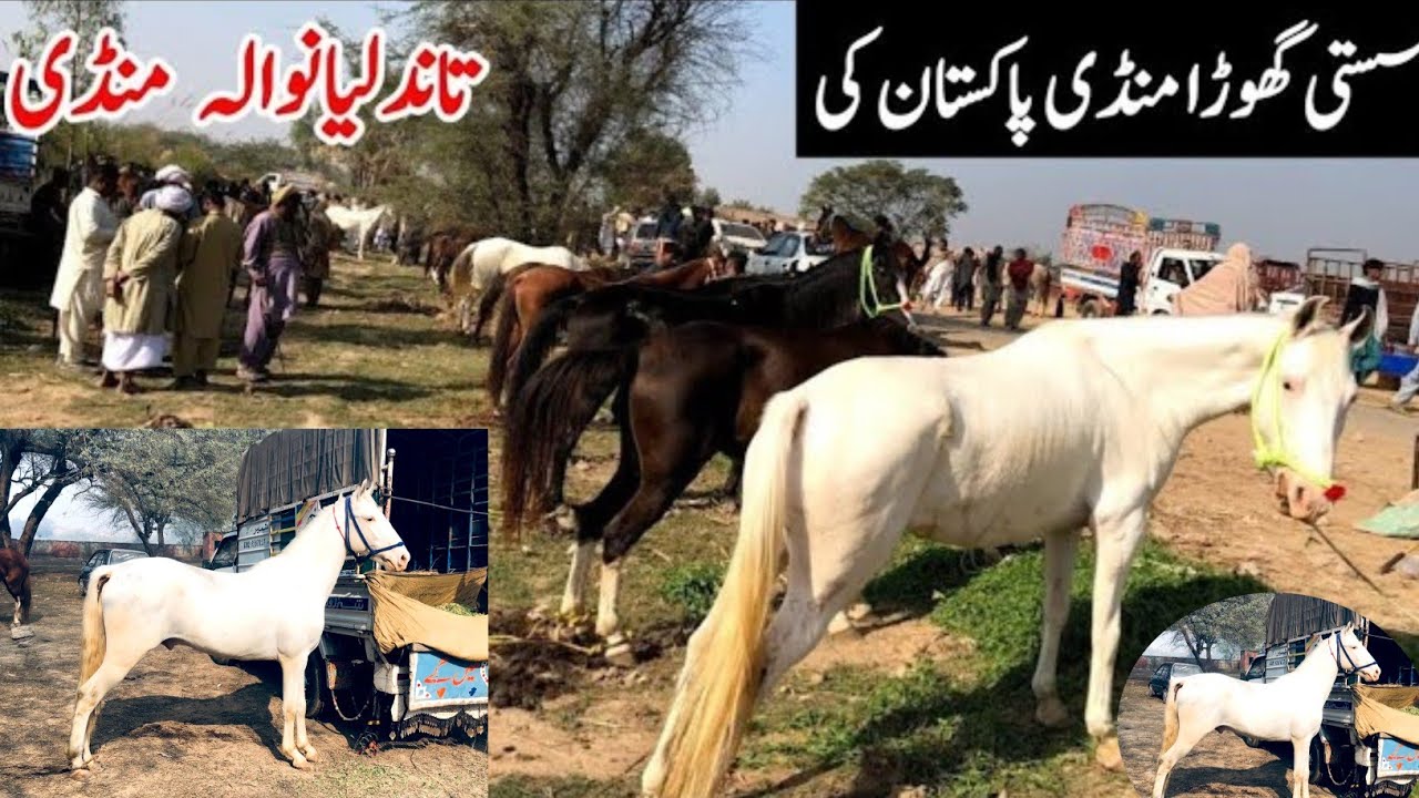 Ghoda Mandi Tandlianwala 2026 | Desi Horses for Sale 