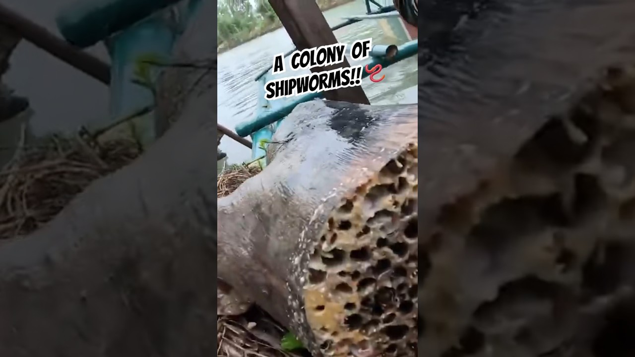 Crazy colony of shipworms, found in famous loboc river!