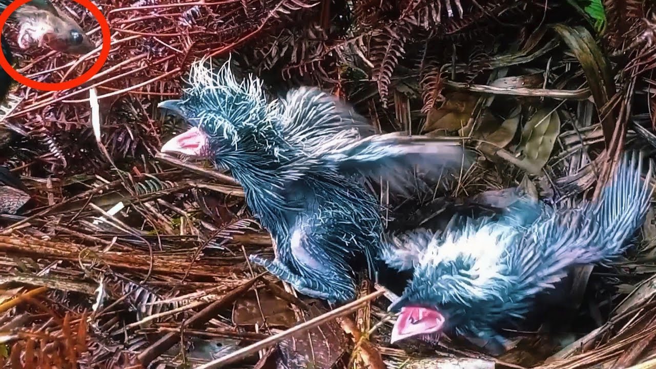 Look! What did the mother bird bring 