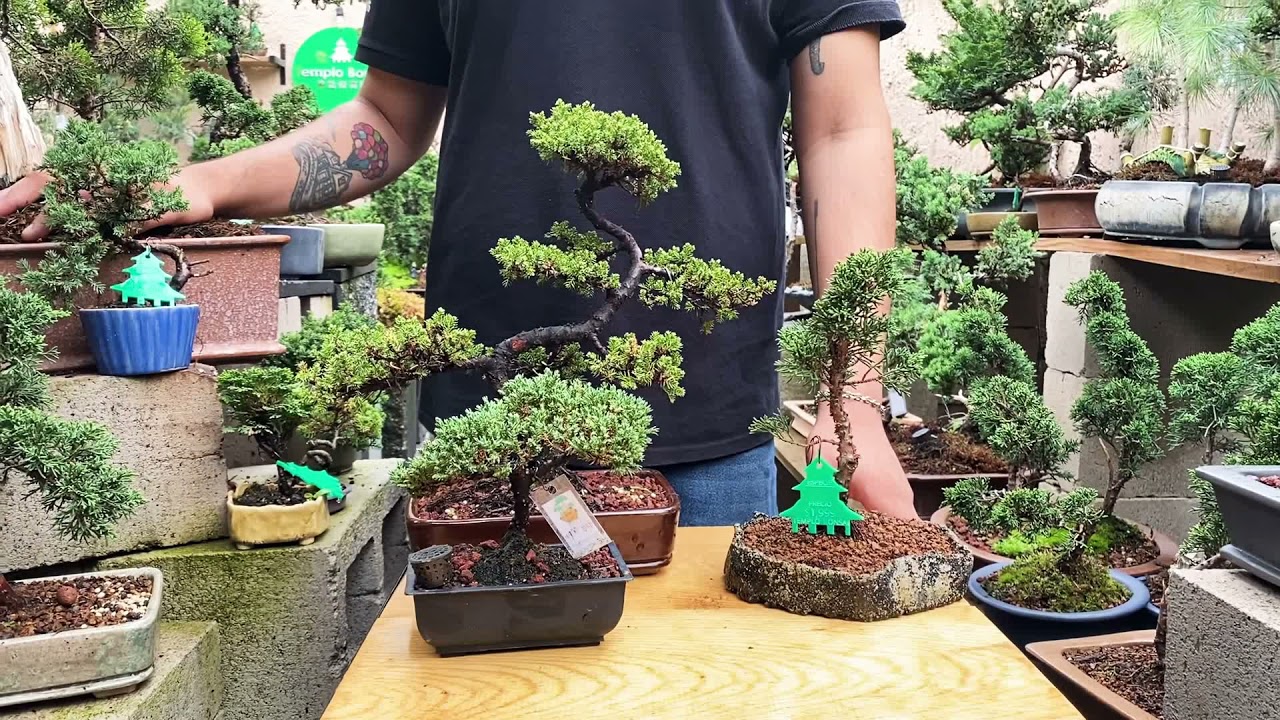 Diferentes tipos de riego para Bonsai / Como regar mi bonsai con métodos caseros / Riego Bonsai 🚿