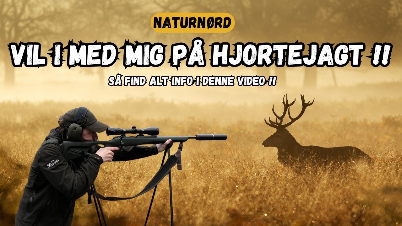 Tá med mig og Messer Hunting på brunstjagt efter brølende kronhjort. // NaturNørd 718