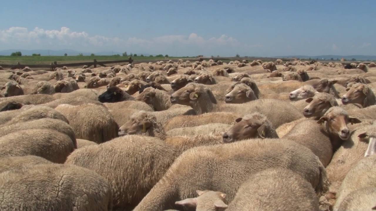 Ciobănitul - Meșteșuguri Tradiționale din Secuime
