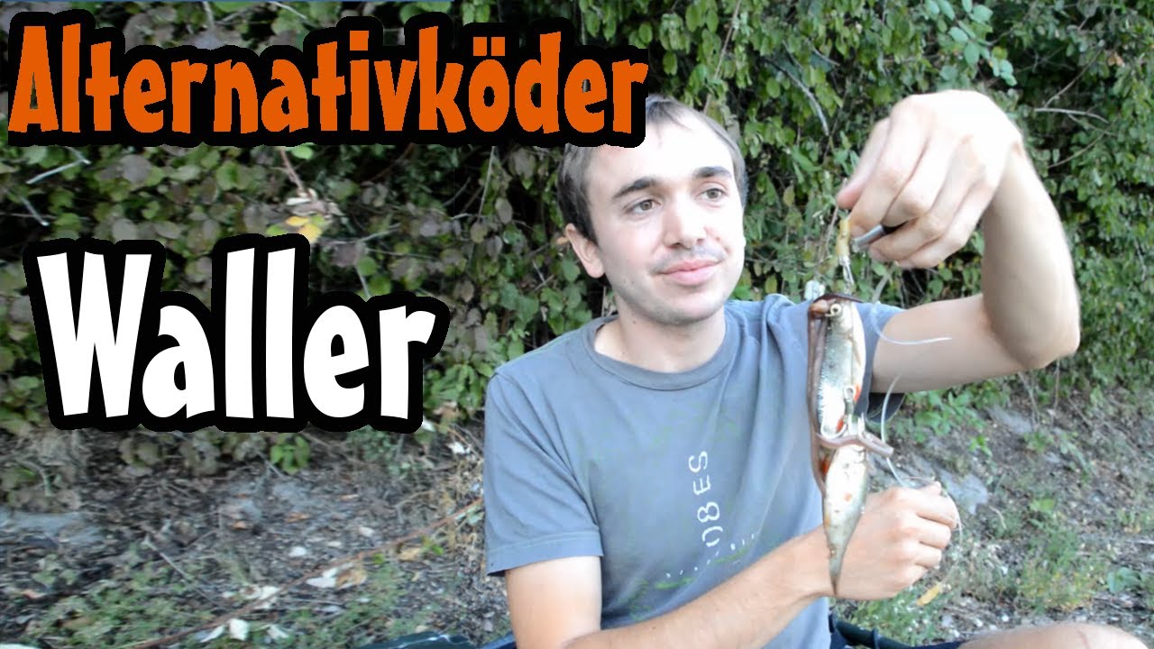 Wallerk&ouml;der // Alternativk&ouml;der // Calamari, Wurmb&uuml;ndel, toter K&ouml;derfisch