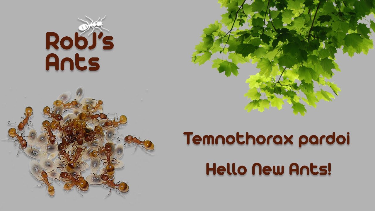 Temnothorax pardoi (Acorn Ants) | New Colony Introduction