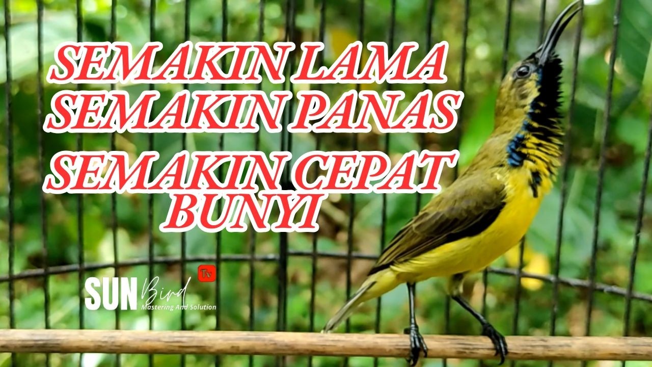 SOGON TROTOL  NGRIWIK PANCINGAN EMOSI‼️ BIKIN CEPAT  NYAUT SEMUA SOGON❗ PART 37