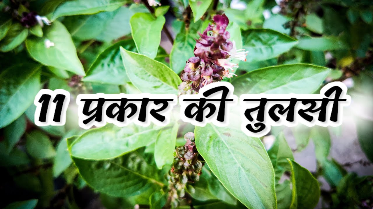 11 TYPES OF TULSI ||HOLY BASIL PLANTS|| #tulsi #basil #plant
