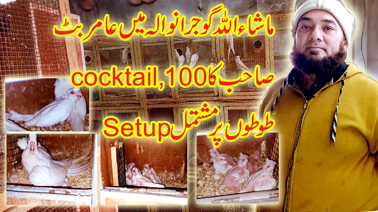 Visit 100 Pairs of Eno Cocktail Parrot Setup in Gujranwala|Amir Butt Cocktail Parrot  Setup||8-2-21|