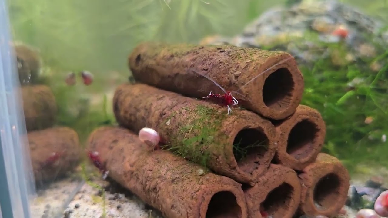 Tank Tour | Shrimp Tanks, Fish Tanks & Planted Aquascapes