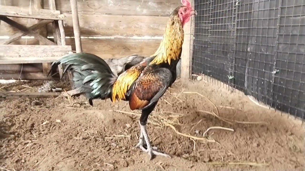 เปิดซุ้ม แหล่งซุ่มซ่อนไก่ชนสายพม่า