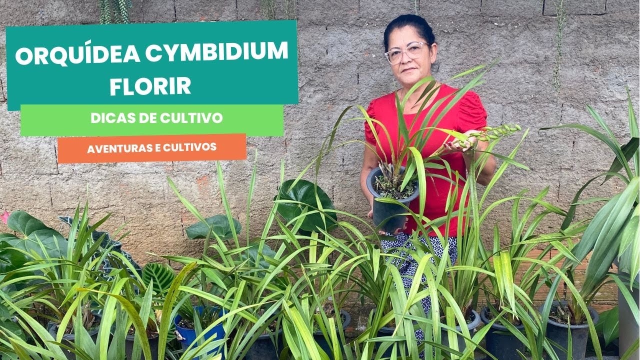 Como fazer Orquídea cymbidium florir - Dicas de cultivo