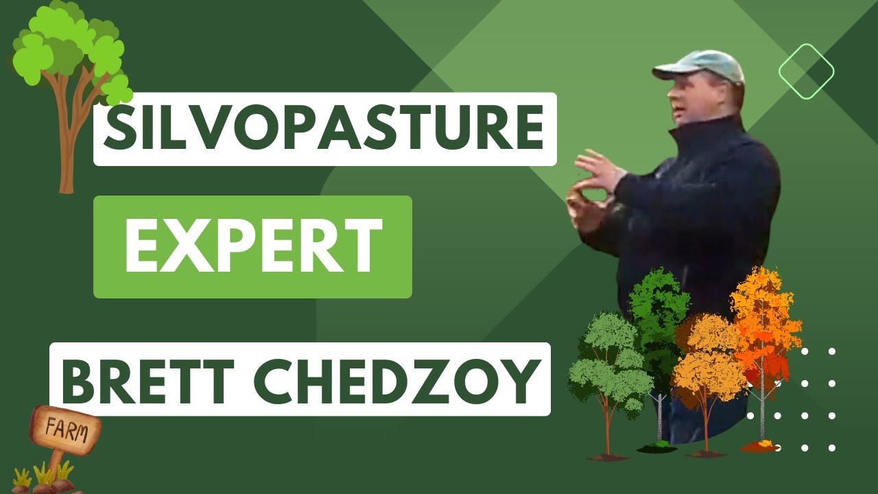 Get Started With Silvopasture Today! #treehay #silvopasture #trees