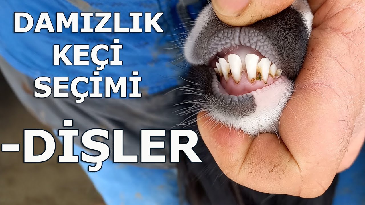 DAMIZLIK KEÇİ SEÇİMİ    --Dişler