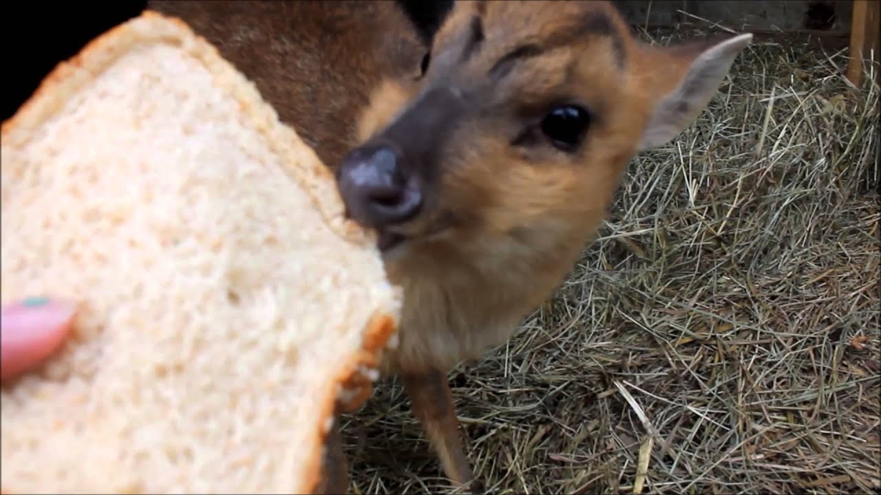 Treats for Muntjac Deer
