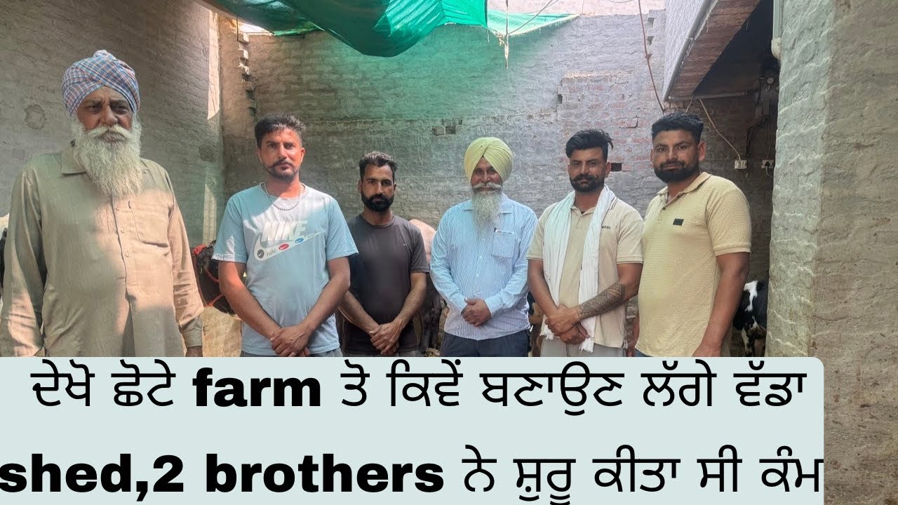 2 BROTHERS STARTED SMALL DAIRY FARM  NOW THEY ARE MAKING NEW SHED | AULAKH DAIRY FARM | PHUL |