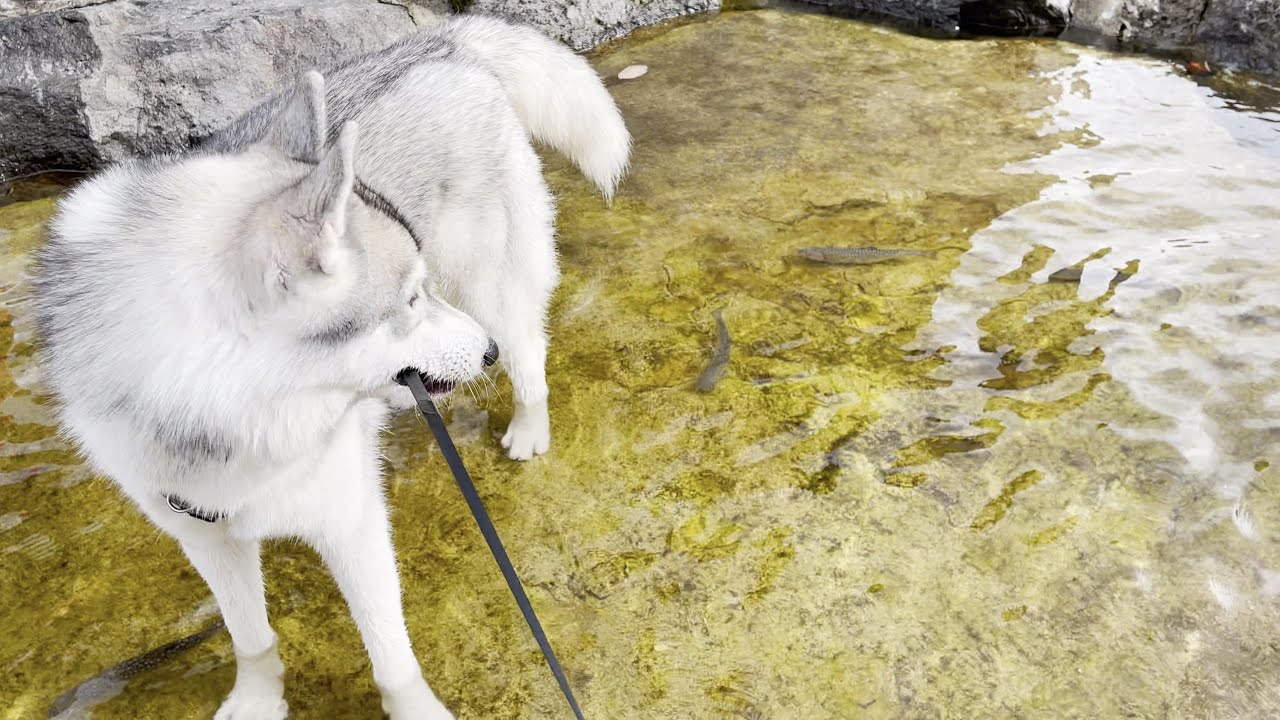 魚のつかみ取りに挑戦するも心が優しすぎて噛めなかった愛犬がこちら・・・笑