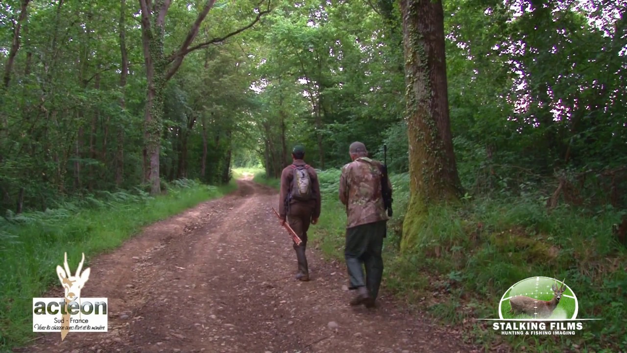 Chasse &agrave; l'approche du brocard dans le Gers !